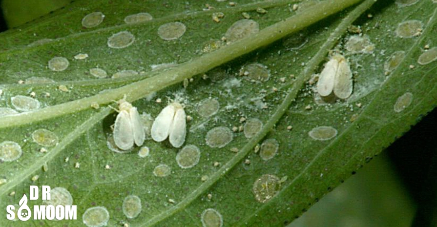 آفات رایج گیاهان خانگی