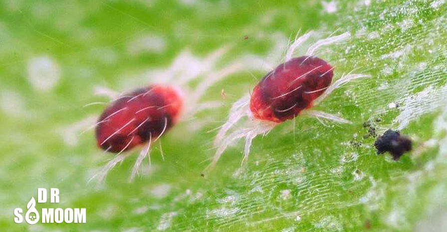 آفات رایج گیاهان خانگی