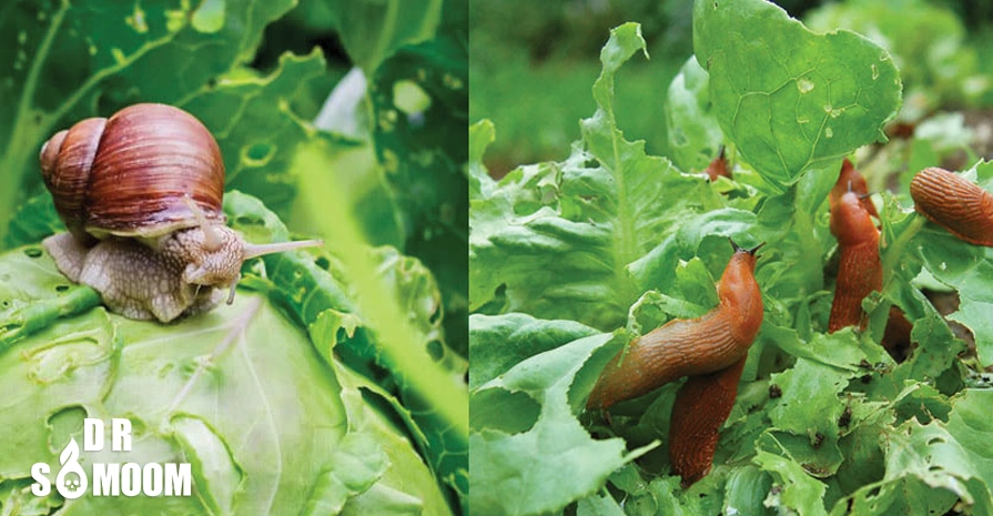 آفات رایج گیاهان خانگی