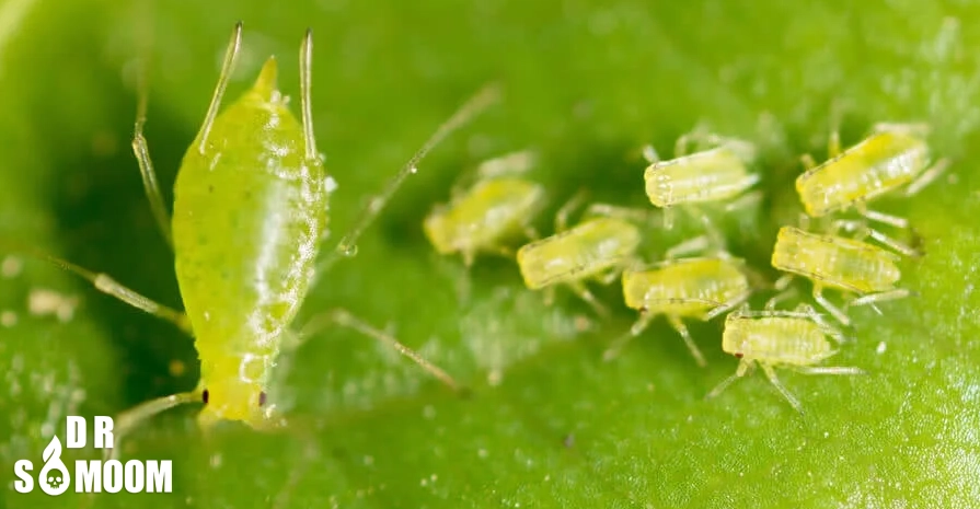 آفات رایج گیاهان خانگی