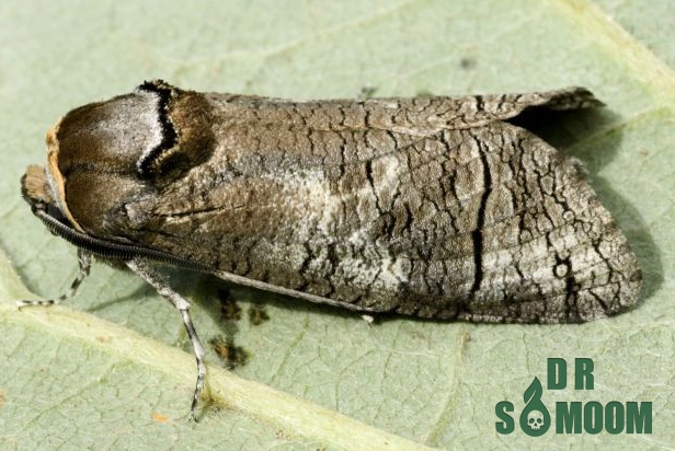 آلودگی درخت گردو به کرم جگری