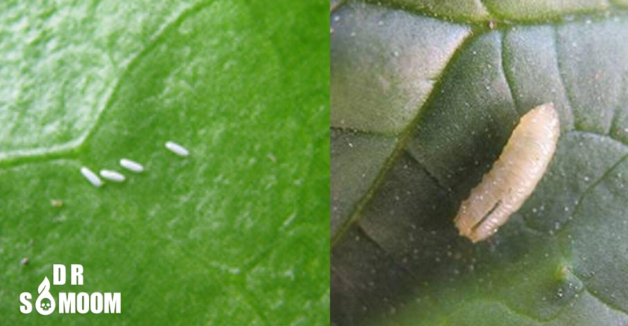 آفات رایج گیاهان خانگی