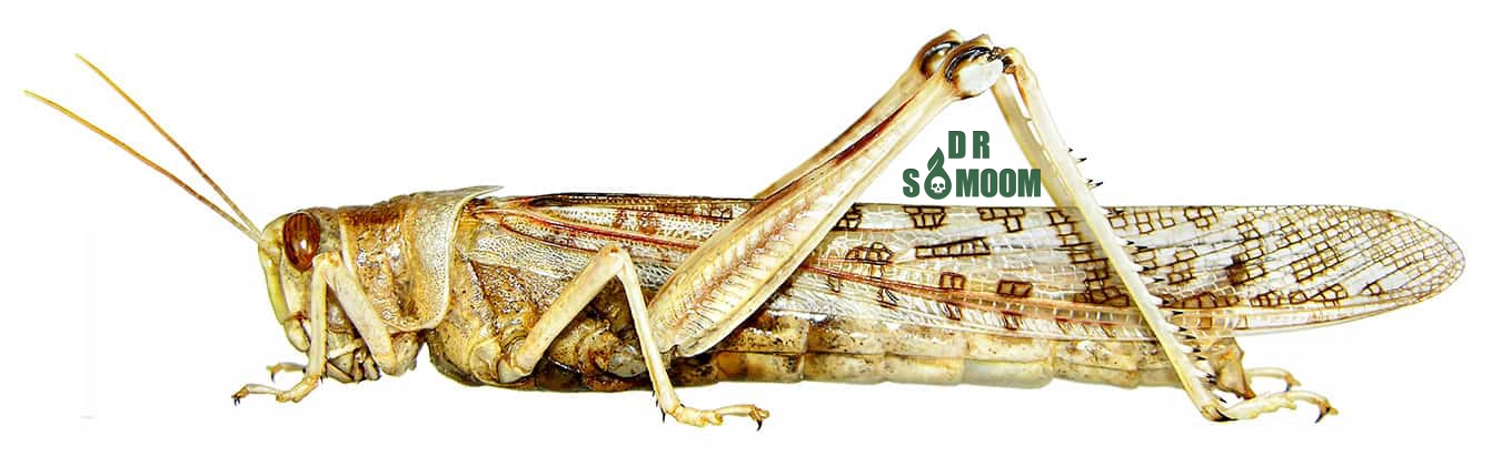 شکل کامل ملخ صحرایی