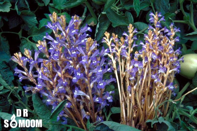 خرید سم گل جالیز (کنترل قطعی علف هرز انگلی)