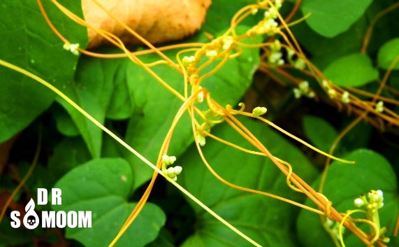 خرید سم پیچک زرد (درمان کامل علف هرز پیچک زرد)