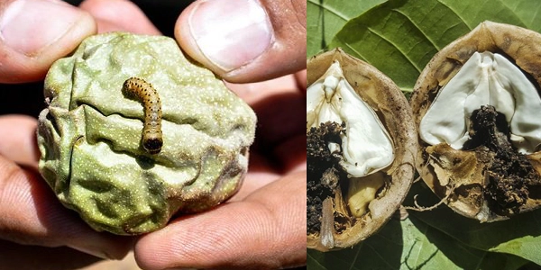 کرم مغز گردو