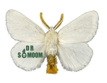 پروانه دم قهوه ای