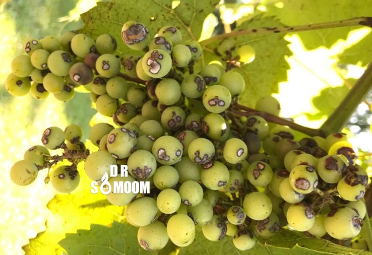 آنتراکنوز مو