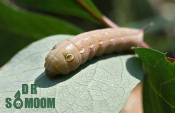 سم برای کرم شاخدار انگور