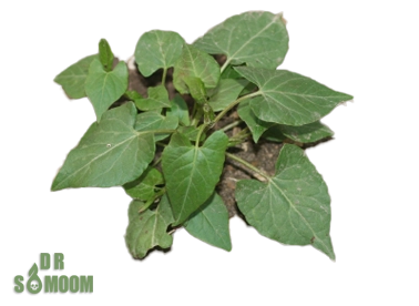 خرید سم علفهای هرز پهنبرگ