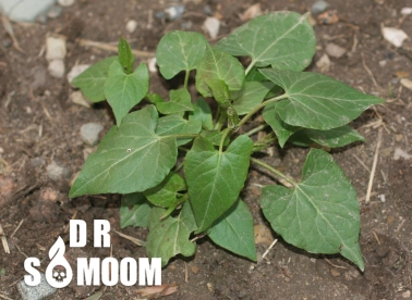 علفهای هرز پهنبرگ