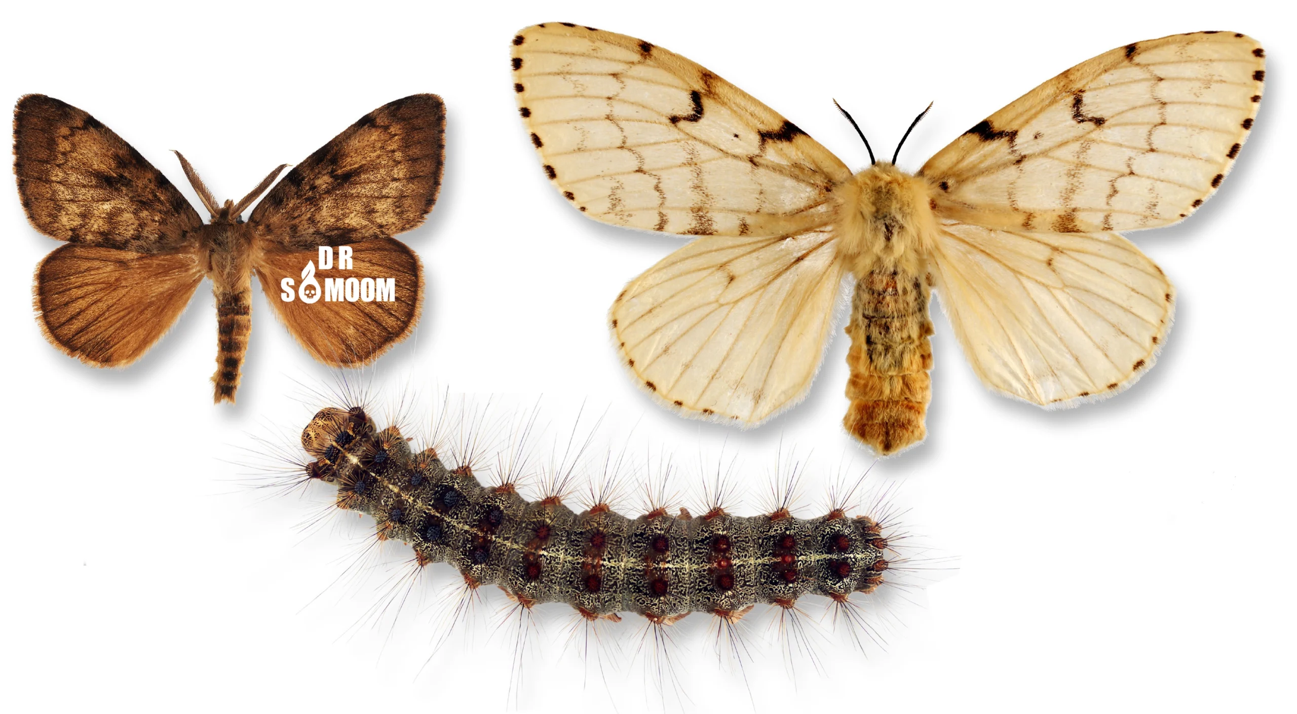 سم کرم ابریشمباف ناجور مؤثر برای کنترل آفت در باغ