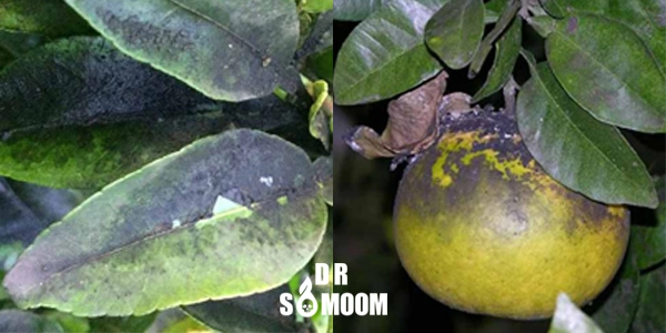 خرید سم کپک دودی