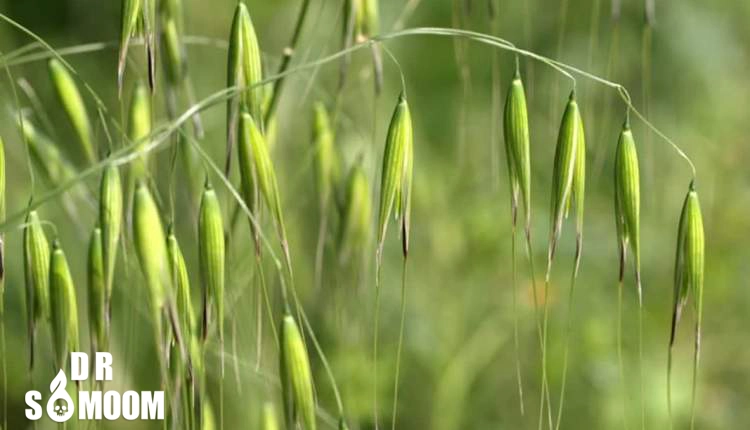 علفهای هرز باریک برگ