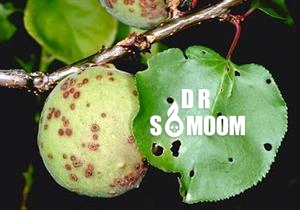 لکه غربالی روی برگ و میوه درخت