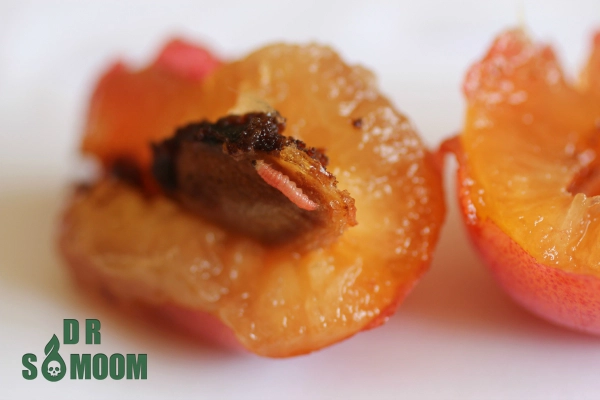 خرید سم کرم آلو