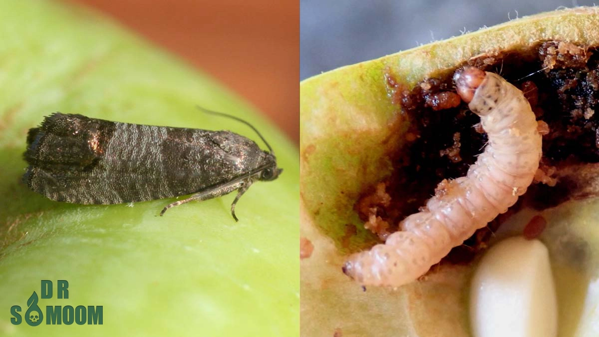 خرید سم کرم سیب