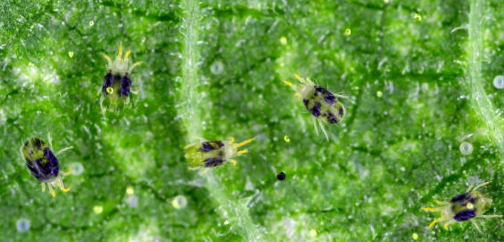 خرید سم کنه تارتن