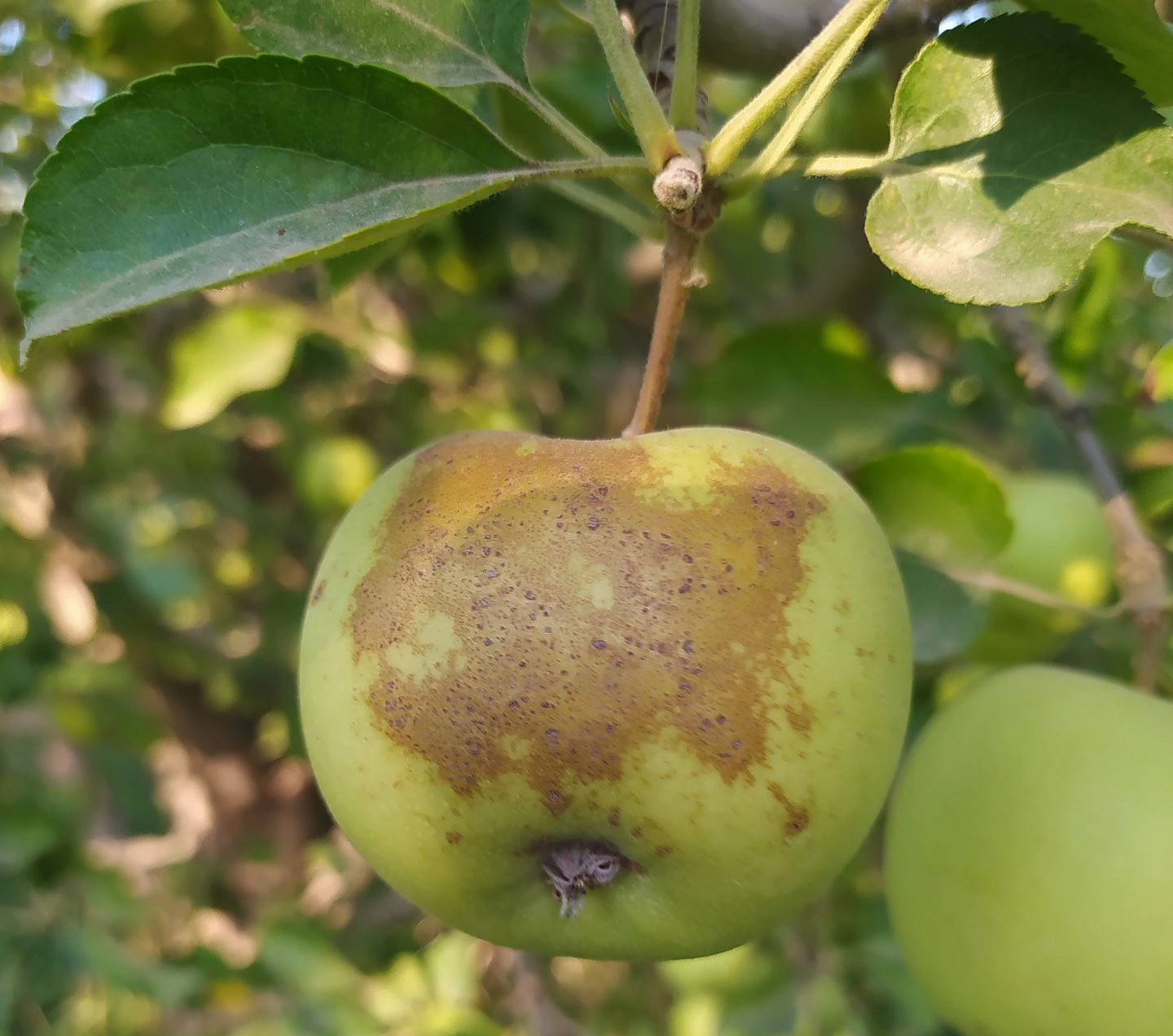 زنگار سیب: بیماری قارچی و روش‌های کنترل آن