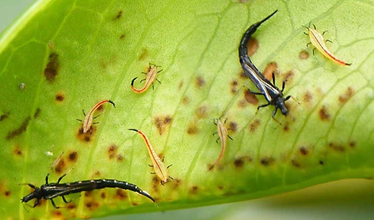 ریشک بال (تریپس)