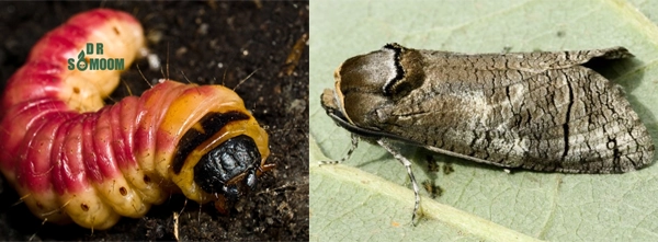 خرید سم کرم نجار یا جگری