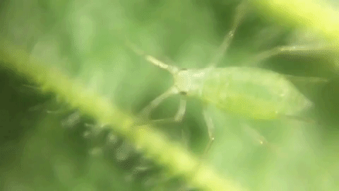 خرید سم شته