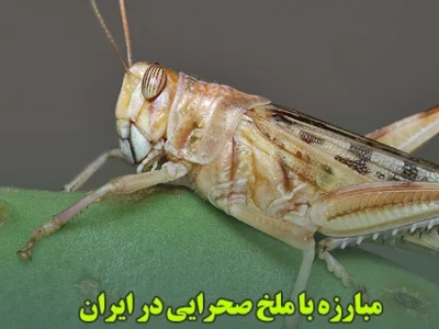 خرید سم ملخ صحرایی از دکتر سموم