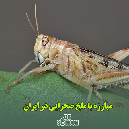 خرید سم ملخ صحرایی از دکتر سموم