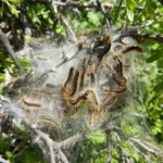 آفت پروانه دم قهوه ای