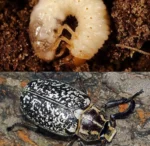 کرم سفید ریشه