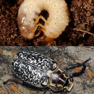 کرم سفید ریشه