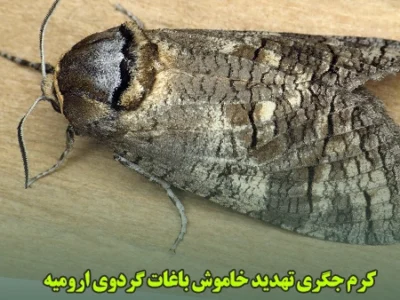 کرم جگری تهدید خاموش باغات گردوی ارومیه