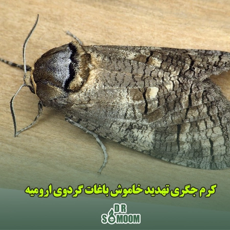 کرم جگری تهدید خاموش باغات گردوی ارومیه