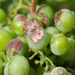 آنتراکنوز مو