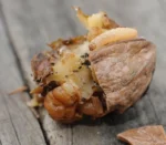 کرم مغز گردو