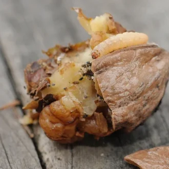 کرم مغز گردو