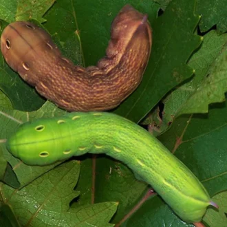 کرم شاخدار انگور