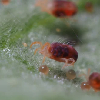 کنه تار عنکبوتی