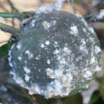 کپک دوده ای