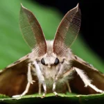 پروانه ابریشم باف ناجور