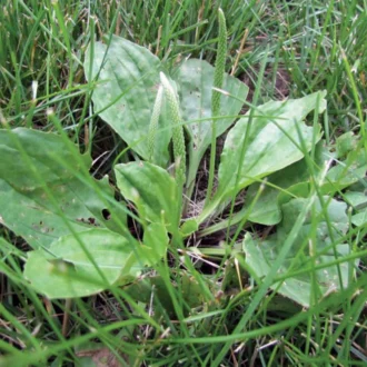 علف‌های هرز پهن‌برگ