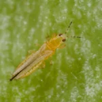 ریشک بال(تریپس)