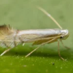 خرید سم مینوز برگ