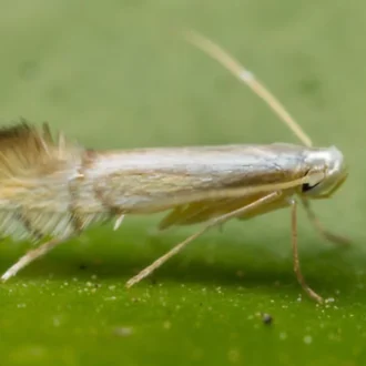 خرید سم مینوز برگ