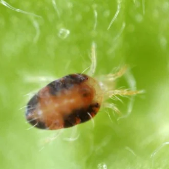 کنه تارتن یا کنه دو نقطه‌ای