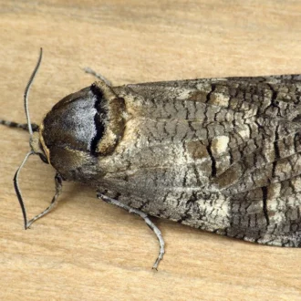 خرید سم کرم نجار یا جگری