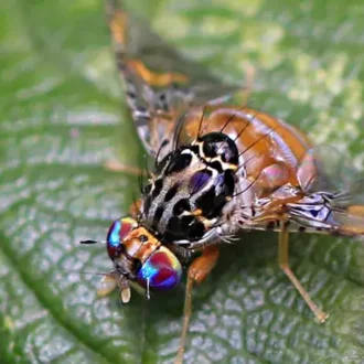 Poison Mediterranean fruit fly